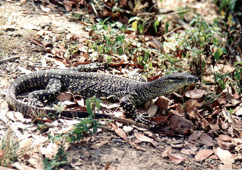 Queensland Lizard 1001 Lizard, Queensland